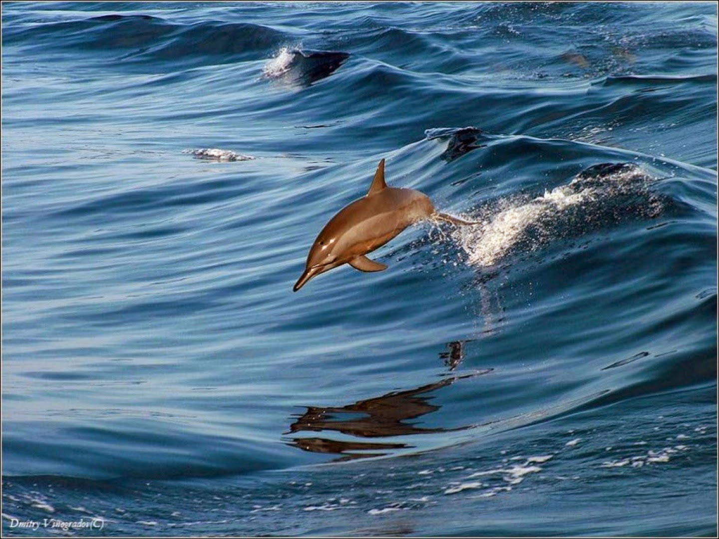 El-salto-del-delfin.jpg