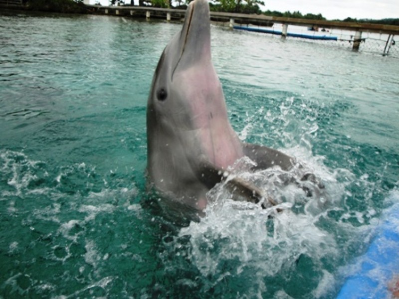delfines_casa_la_amistad.jpg