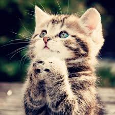 祈祷的小猫