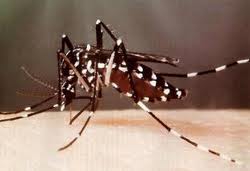 Mosquito Tigre Asiático