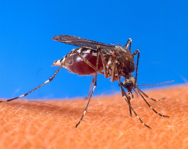 1280px-Aedes_aegypti_biting_human.jpg