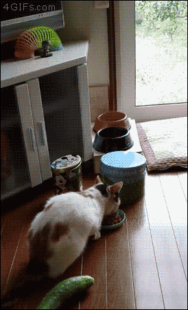 20151123224525252.gif