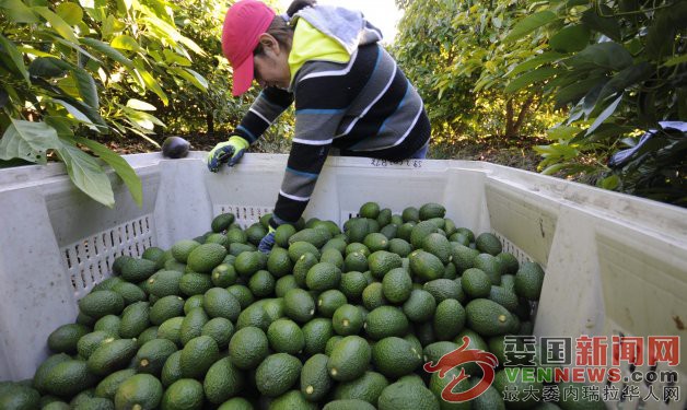 th_a42a72a425c164dd4407cbac84a3d92a_costa-rica-aguacate.jpg