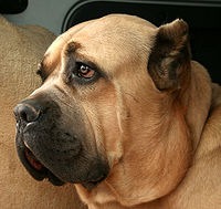 200px-Cane_corso_gBowa_profil_493o.jpg