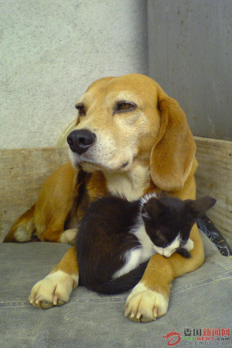 Beagle_and_sleeping_black_and_white_kitty-01 - 副本.jpg