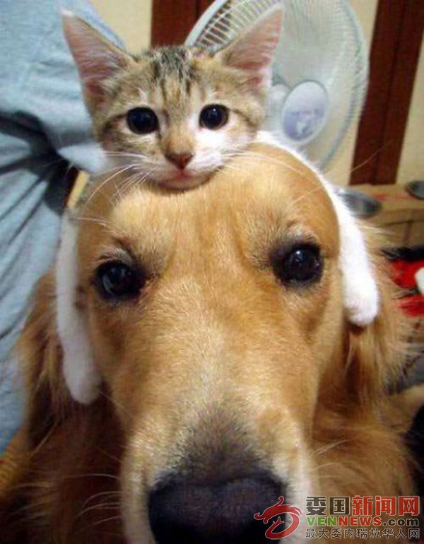 cat_on_dogs_head - 副本.jpg