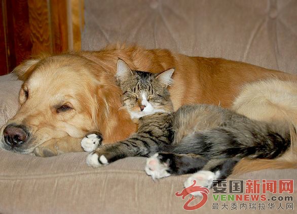 catdogfriends - 副本.jpg