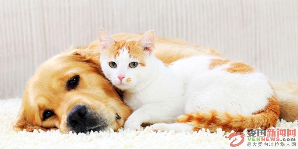 Cats-and-dogs-1 - 副本.jpg