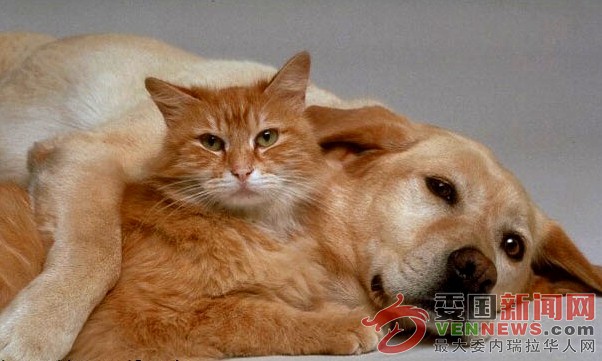 dog_cat - 副本.jpg