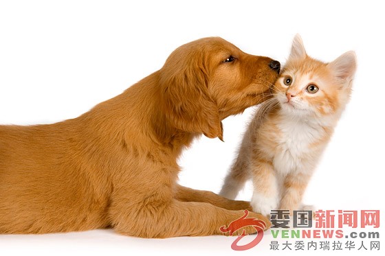 dog-cat-cutout-images - 副本.jpg