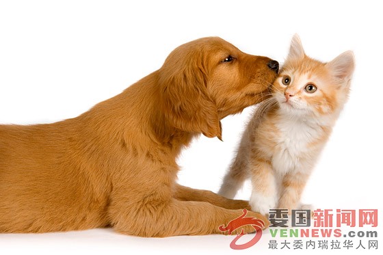 dog-cat-cutout-images - 副本.jpg