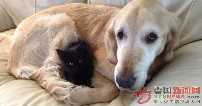 dog-cat-friends-golden-retriever-forsberg-maxwell-fb__700-png.jpg