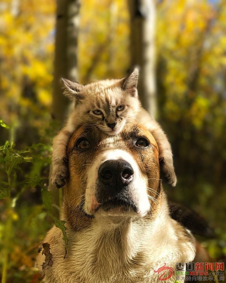 cat-dog-travel-together-henry-baloo-11.jpg