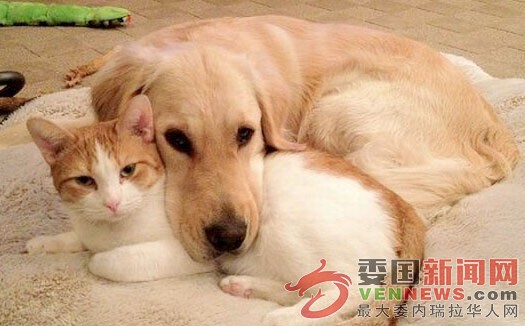 cats_dogs-image.jpg