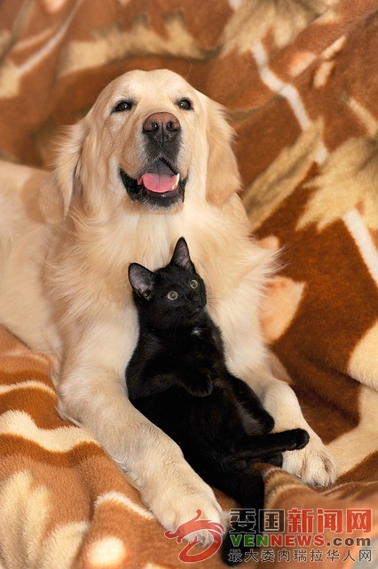 dog-and-cat-2908810_640.jpg