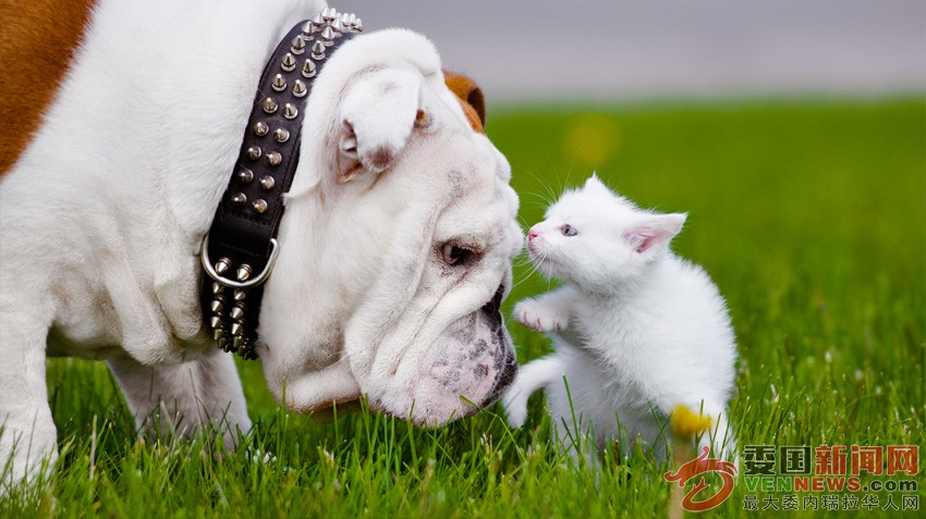 DogAndCatMeet850.jpg