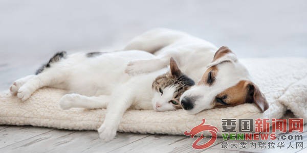 Dog-and-cat-welfare-mobile-banner-600x300-fit-constrain-q70-mobile_banner_image.jpg