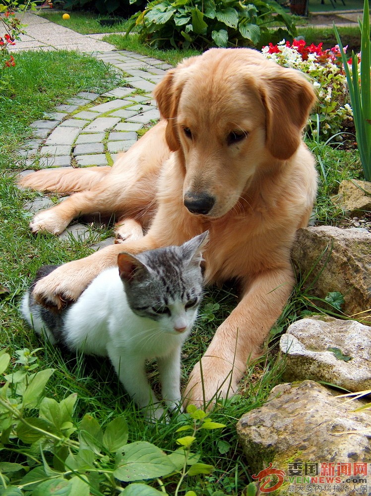 dog-cat.jpg