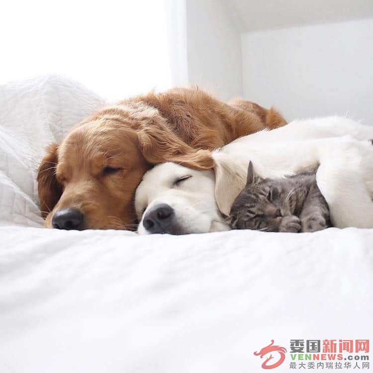 dogs-and-cats-friends-4.jpg