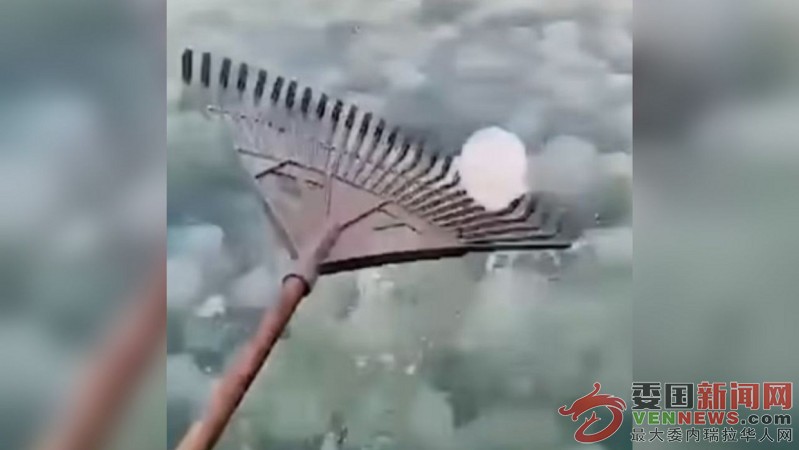 cientos-de-medusas-invadieron-playa-sur-de-chichiriviche-capture-de-video-46258.jpg