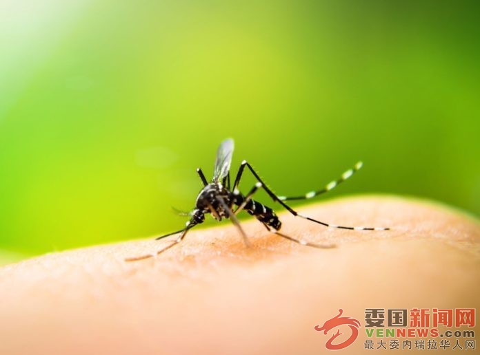 dengue-Caracas-696x516.jpg