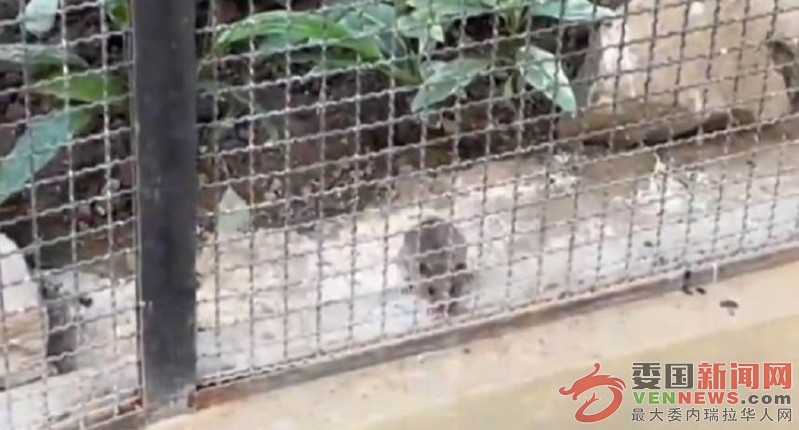 ratas.jpg