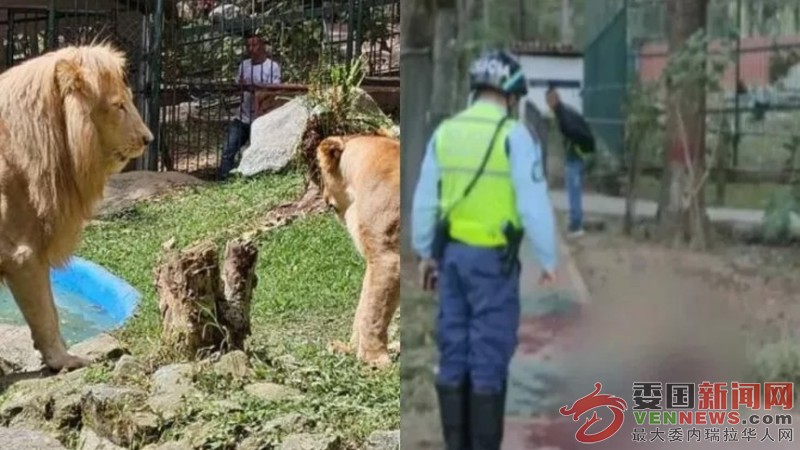leones-vigilante.jpg