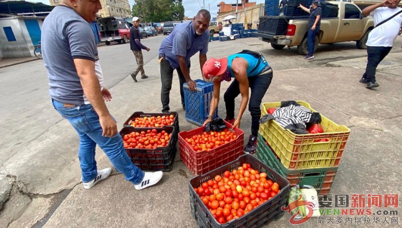 Precio-del-tomate-aumento-mas-de-100-en-El-Tigre-en-dos-semanas.jpg
